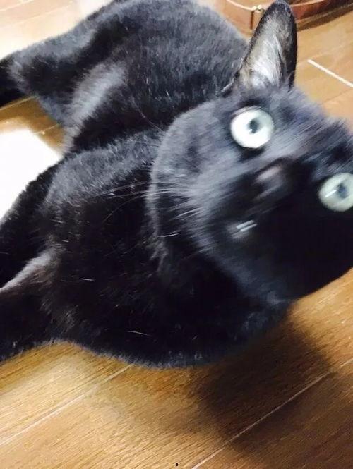 爆料猫咪丑照视频下载,这是哪位喵星人如此“自信”？  第1张