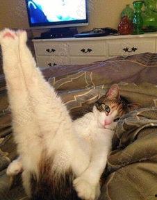 爆料猫咪丑照视频下载,这是哪位喵星人如此“自信”？  第2张