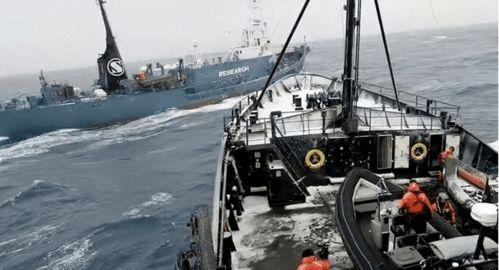 日本人捕鲸爆料视频大全,日本人捕鲸行为全记录