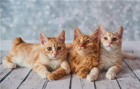 猫咪遥控爆料视频大全下载,盘点萌宠趣味视频大全  第2张